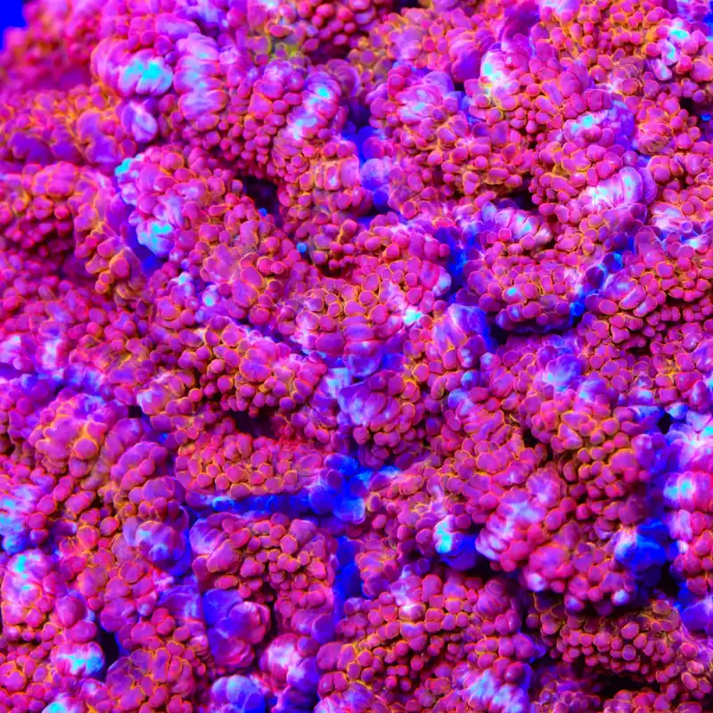 TSA Red Rocket Acan Coral - TSA Coral