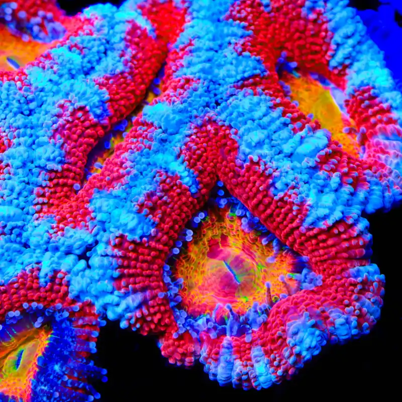 TSA Tilt-O-Whirl Acan Coral