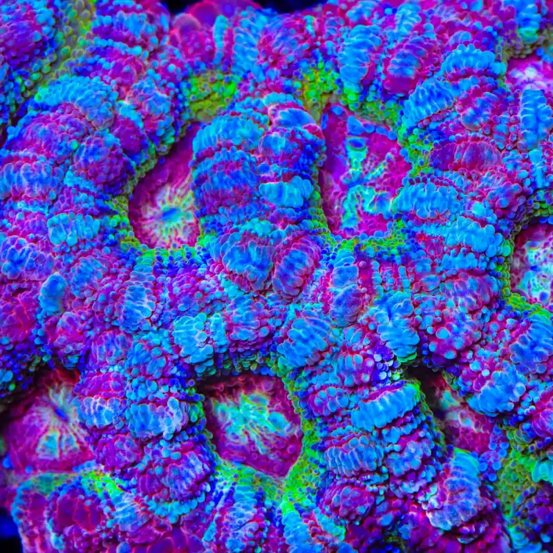 TSA Strawberry Deep Water Acan Coral - TSA Coral