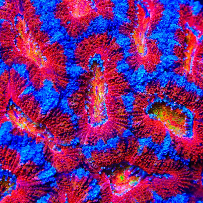 TSA Eye of Ender Acan Coral - TSA Coral