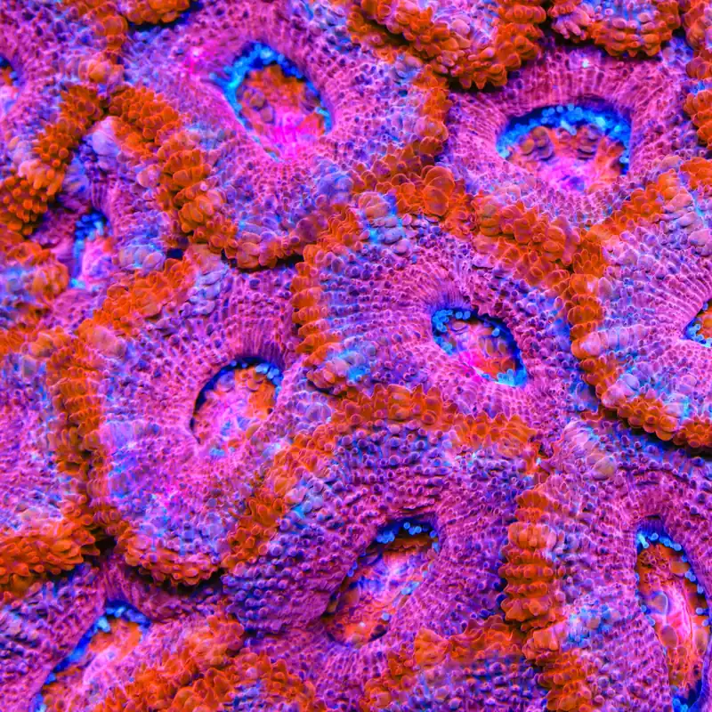 TSA Strawberry Shake Acan Coral - TSA Coral