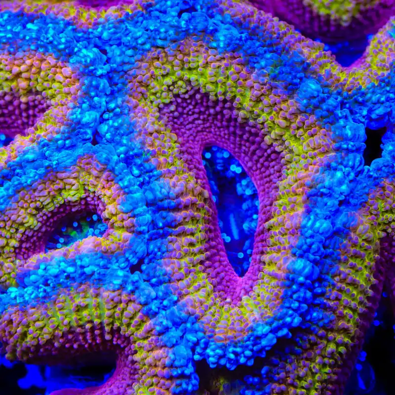 TSA Rainbow Hurricane Acan Coral - TSA Coral