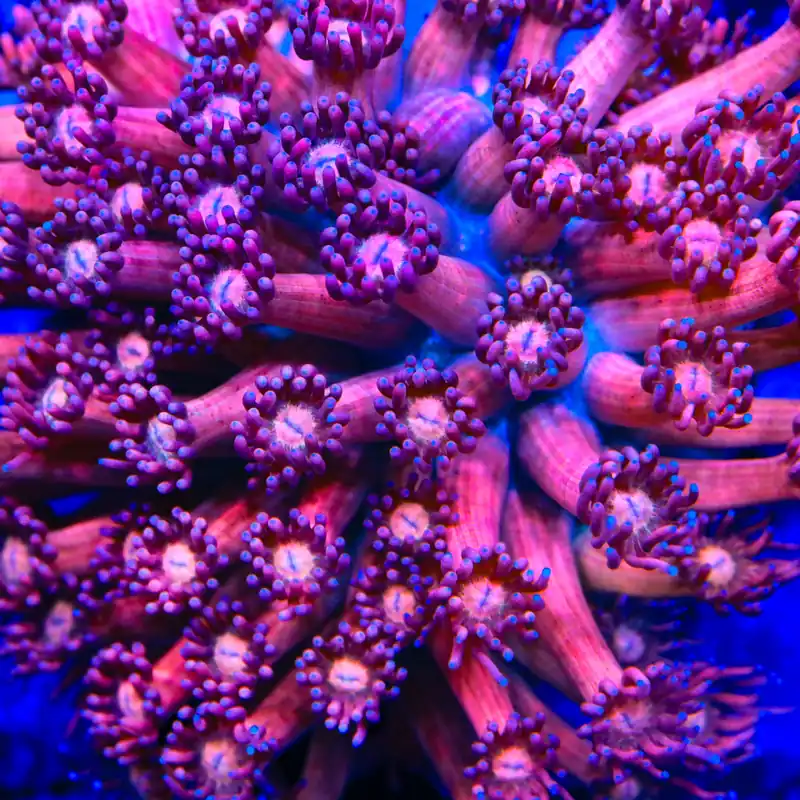 TSA Pink Panther Goniopora Coral - TSA Coral