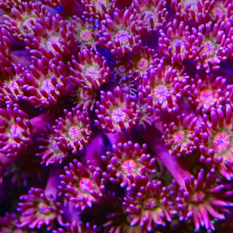 TSA Flaming Lips Goniopora Coral - TSA Coral