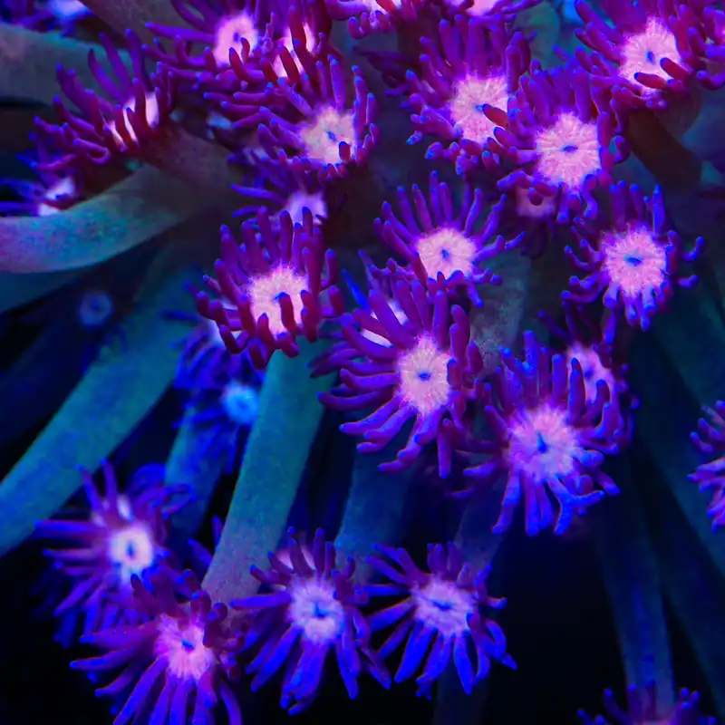 TSA Flower Power Goniopora Coral - TSA Coral