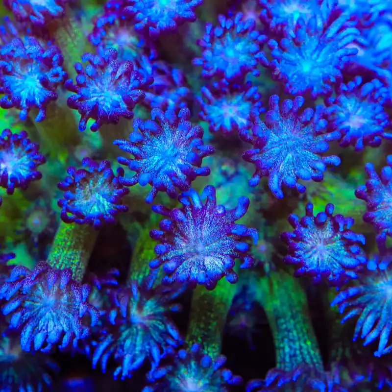 TSA Crown of Thorns Glitter Goniopora Coral - TSA Coral