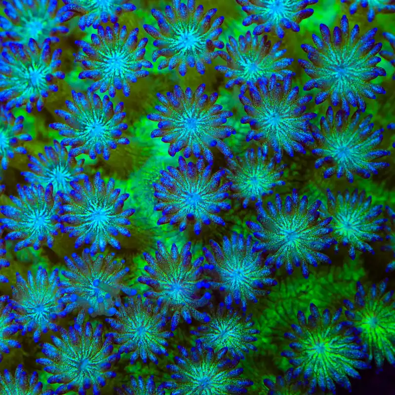 TSA Twinkle Toes Glitter Goniopora Coral - TSA Coral
