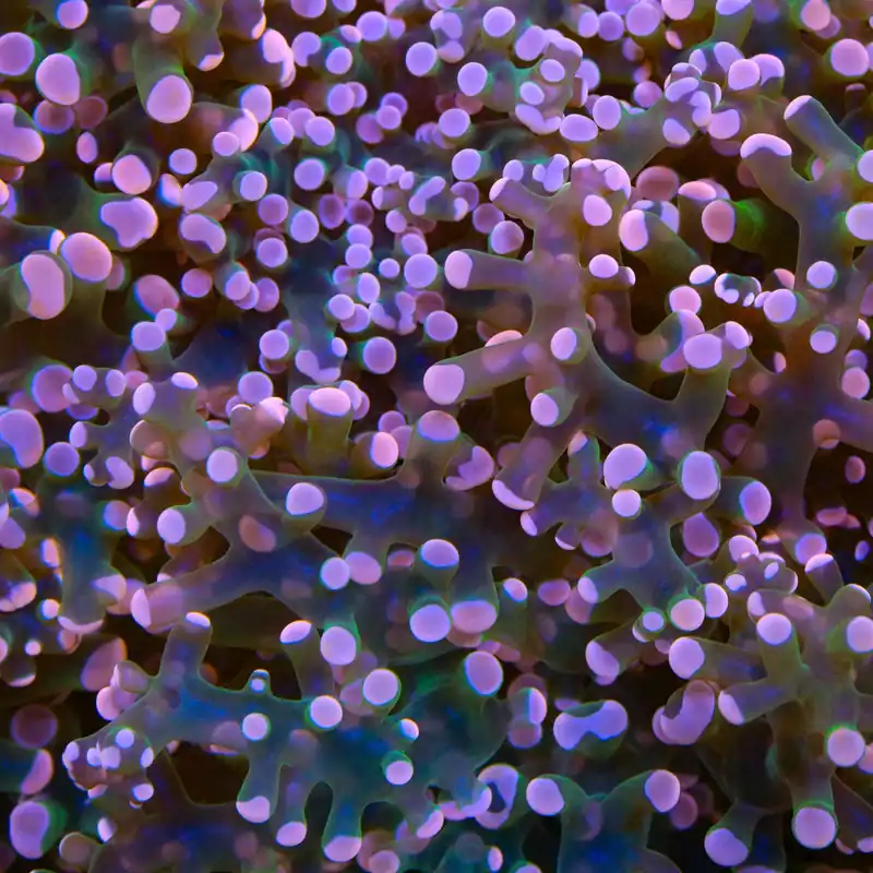 Pink Frogspawn Coral - TSA Coral