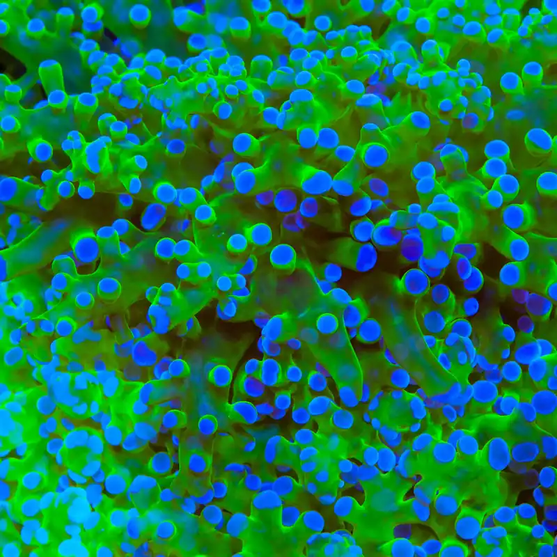 Bicolor Frogspawn Coral - TSA Coral