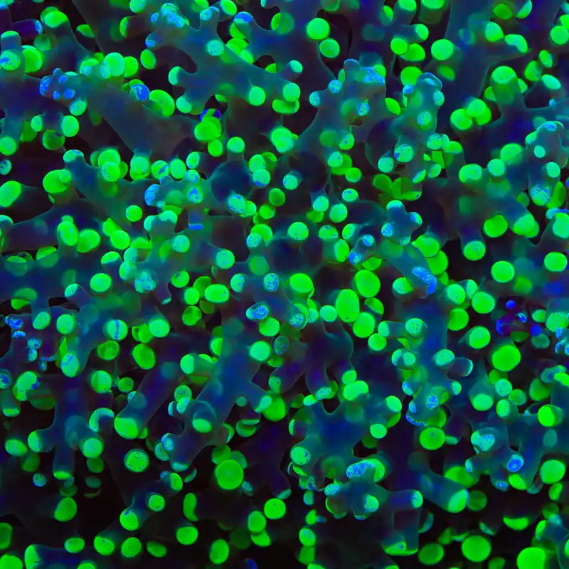 Splatter Frogspawn Coral - TSA Coral