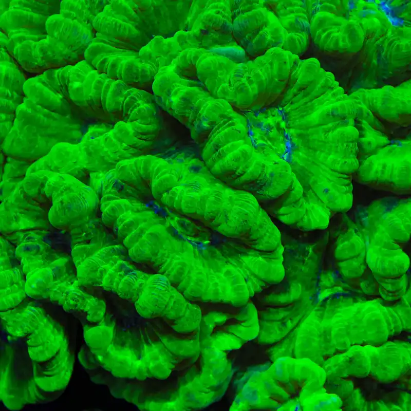 Kryptonite Candy Cane Coral - TSA Coral
