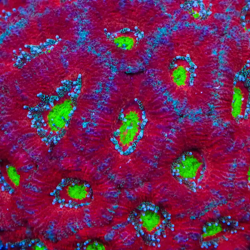 TSA Toxic Apple Micromussa Acan Coral - TSA Coral