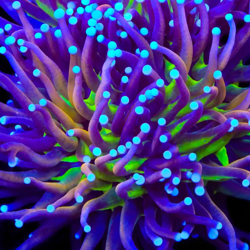 TSA Mardi Gras Torch Coral - TSA Coral