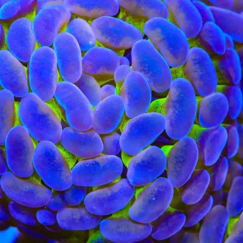 TSA Tango Punch Hammer Coral - TSA Coral