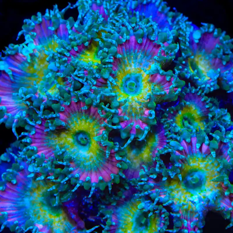 Beauty and The Beast Palythoa Zoanthids Coral - TSA Coral