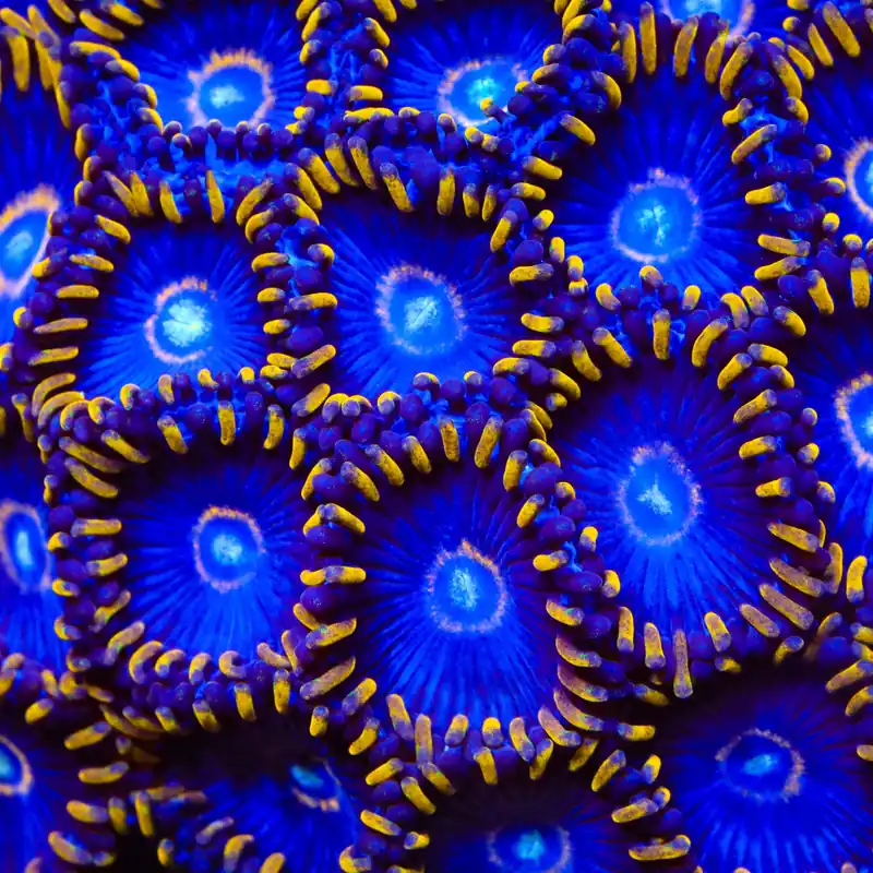 Blue Hornet Zoanthids Coral - TSA Coral