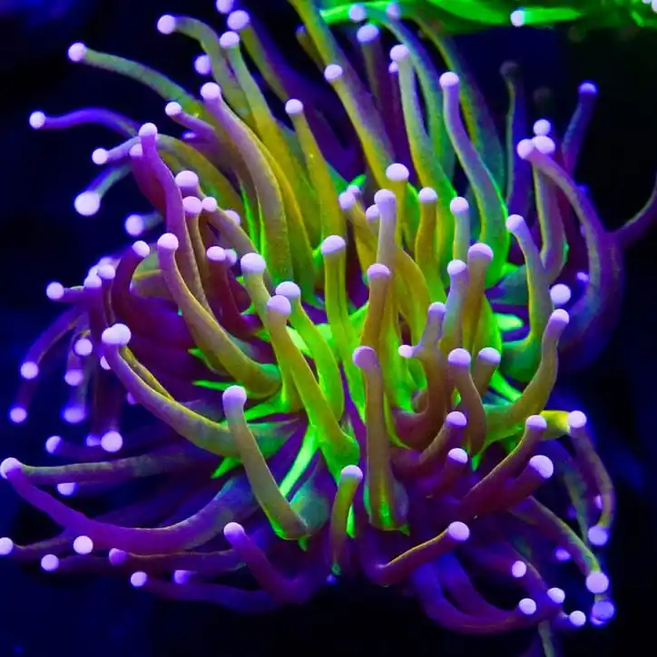 TSA Mardi Gras Torch Coral - Top Shelf Aquatics