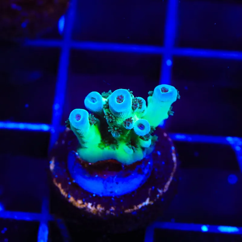 TSA Blueberry Sarmentosa Acropora Coral - TSA Coral