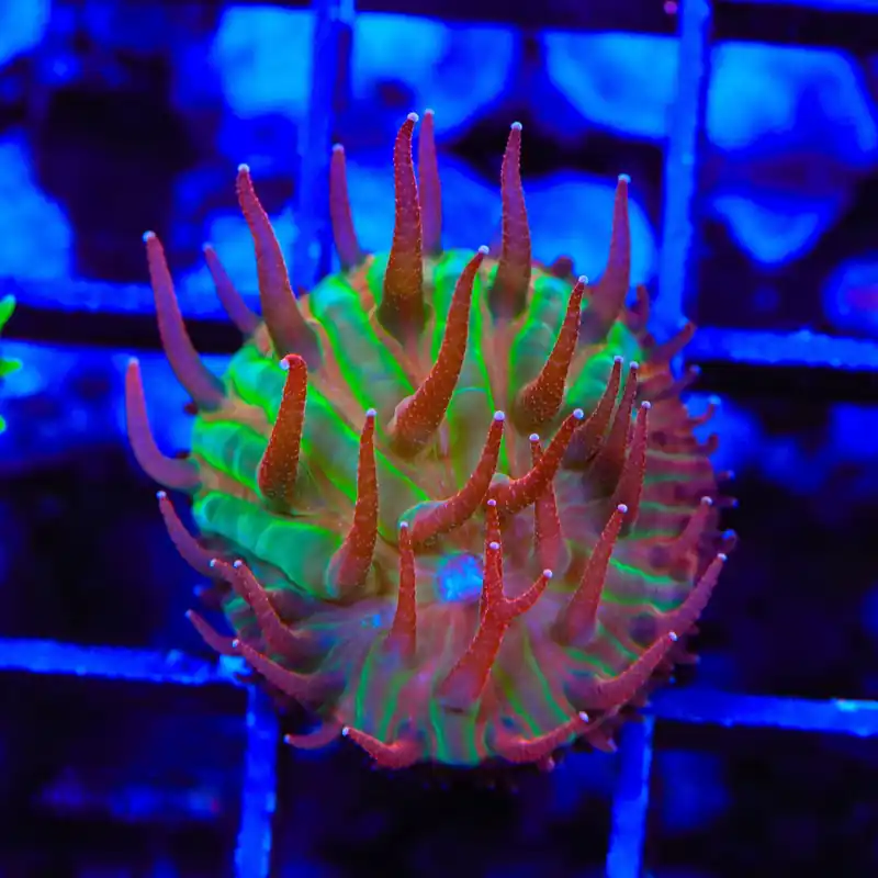 TSA Strawberry Ice Aquacultured Plate Coral - TSA Coral