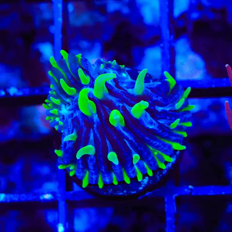 TSA Troll Doll Aquacultured Plate Coral - TSA Coral