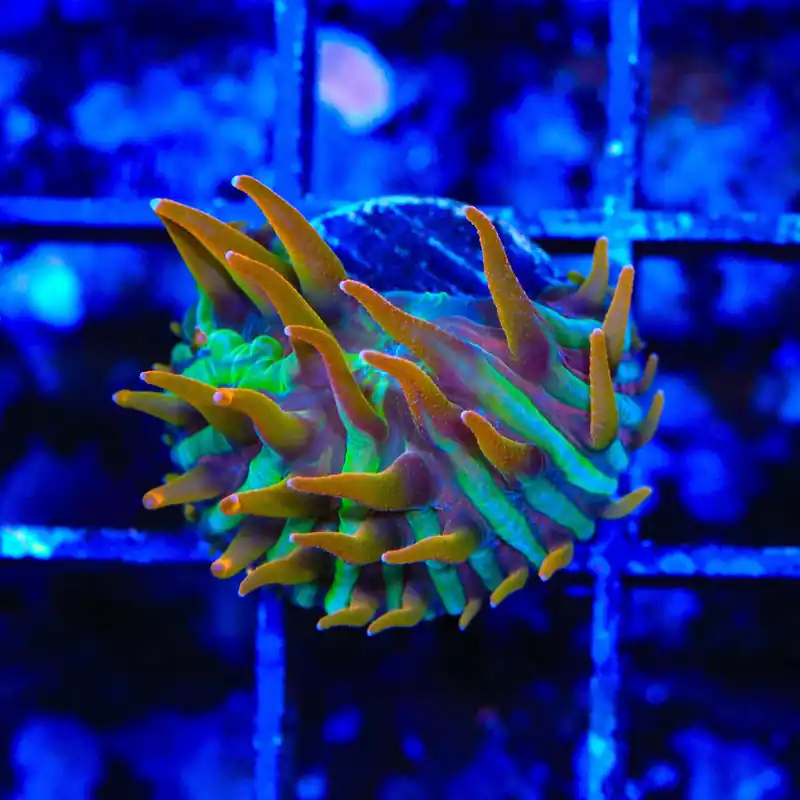 TSA Rainbow Blanka Aquacultured Plate Coral - TSA Coral