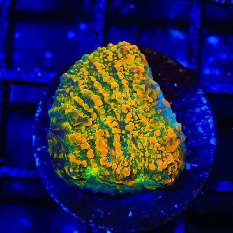 Stellaria Chalice Coral - TSA Coral