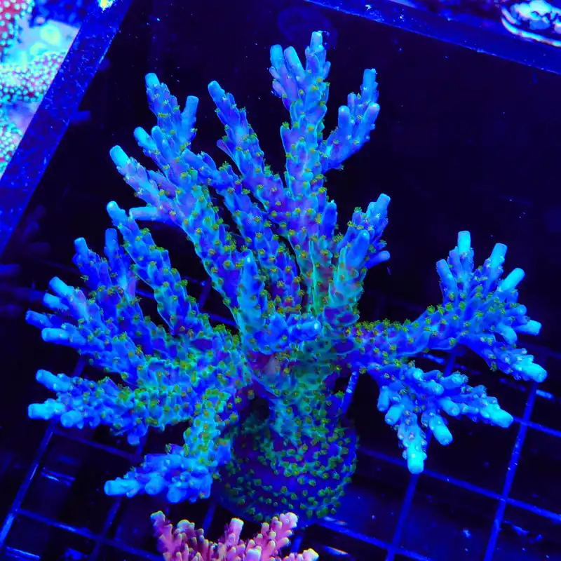 Tricolor Valida Acropora Colony Coral - TSA Coral
