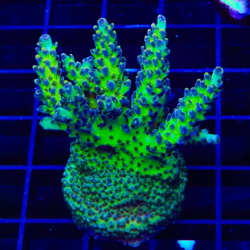 Greg Hillers Aqua Delight Acropora XL Frag Coral - TSA Coral