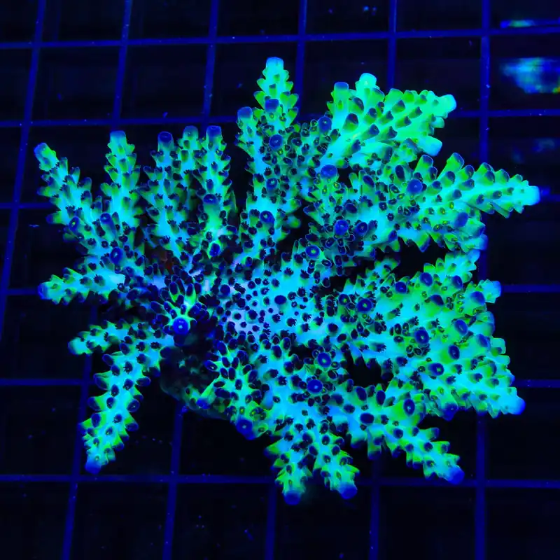 Lauras Purple Polyp Acropora Colony Coral - TSA Coral