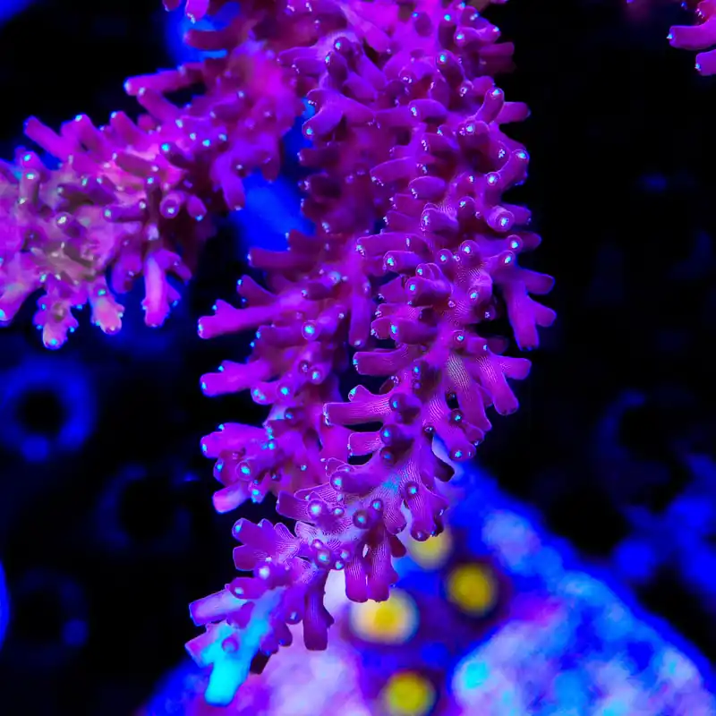 TSA Plum Crazy Dragon Acropora Coral - TSA Coral