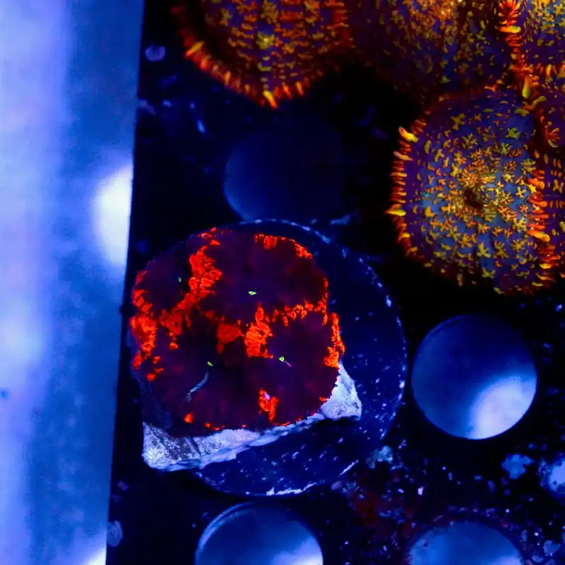 TSA Deadpool Blastomussa Coral - Top Shelf Aquatics