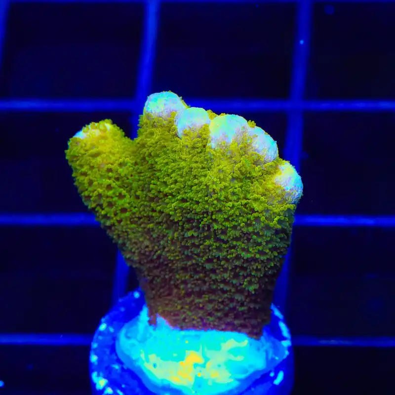 TSA Lime Digitata Montipora Coral - TSA Coral