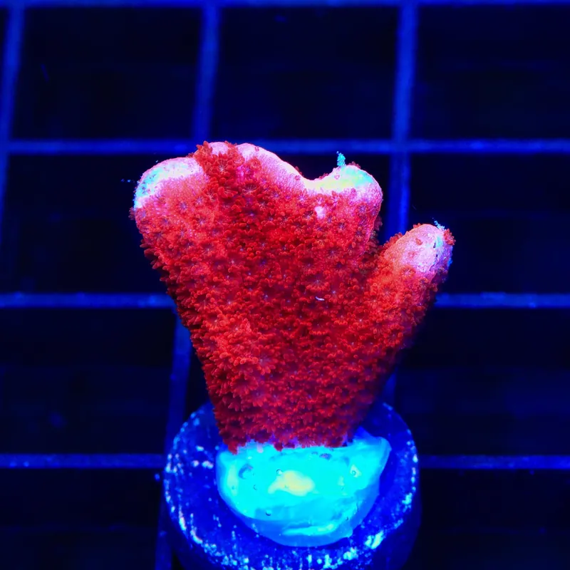 TSA Cherry Digitata Montipora Coral - TSA Coral