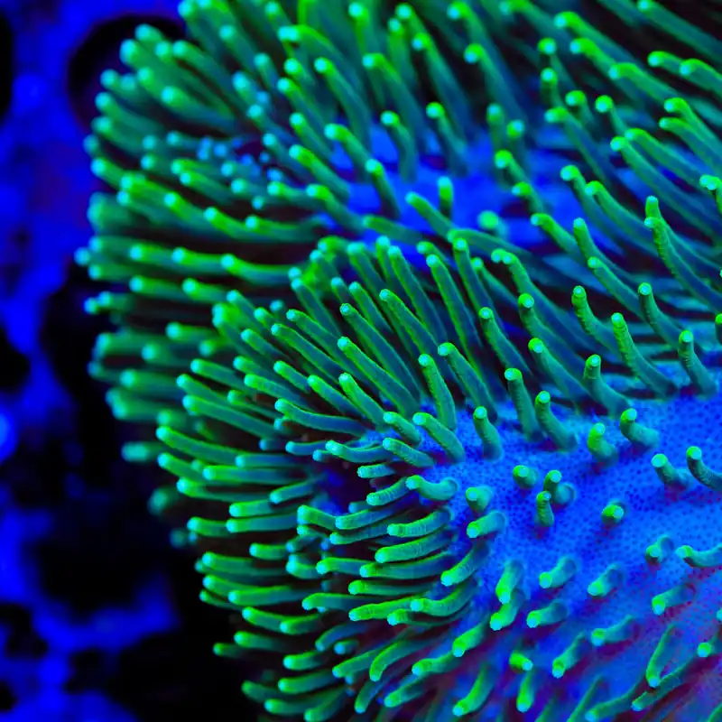 TSA Tickler Toadstool Coral - TSA Coral