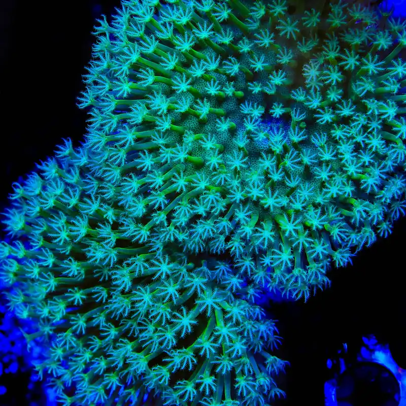 TSA Star Burster Toadstool Coral - TSA Coral