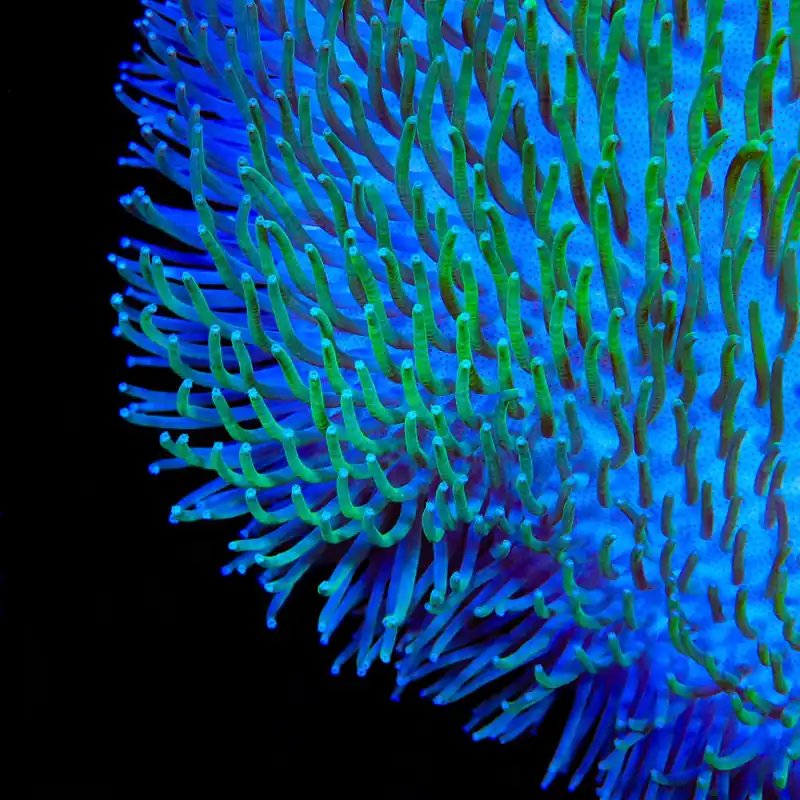 TSA Flasher Toadstool Coral - TSA Coral