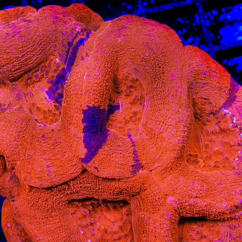TSA Cherry Grafted Bowerbankii Coral - TSA Coral