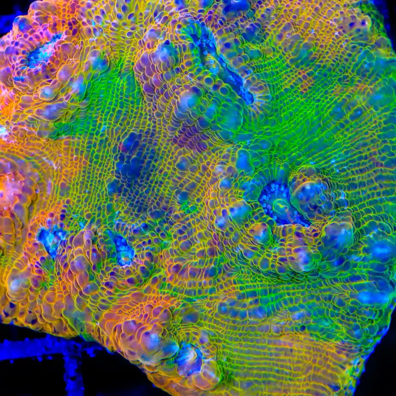 TSA Kaleidoscope Chalice Coral - TSA Coral