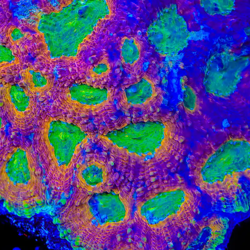 TSA Dragon Scale Echinata Coral - TSA Coral