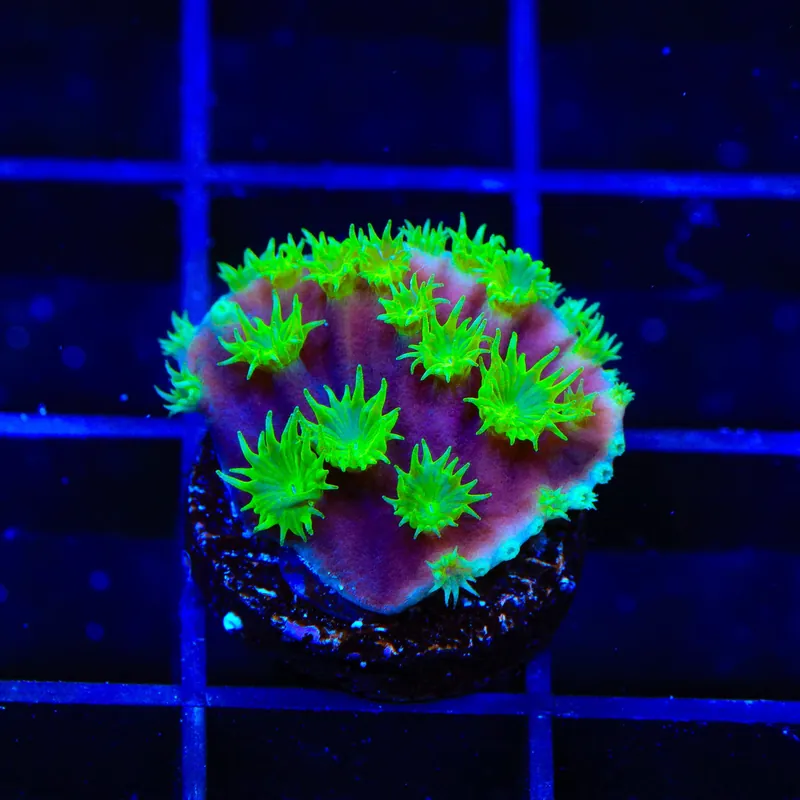 TSA Joker Scroll Coral - TSA Coral