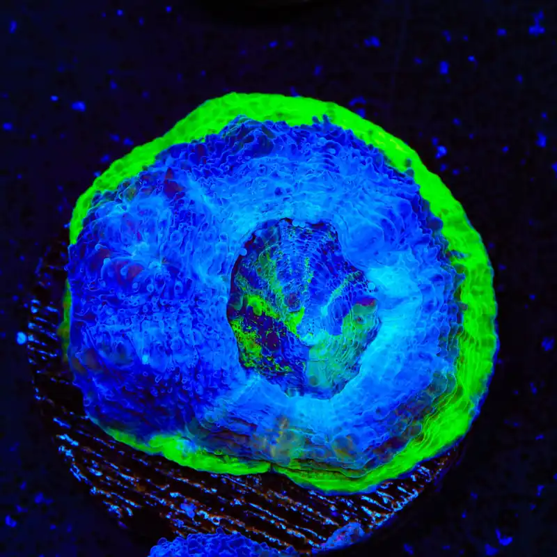 Seaswirl Bowerbankii Coral - TSA Coral