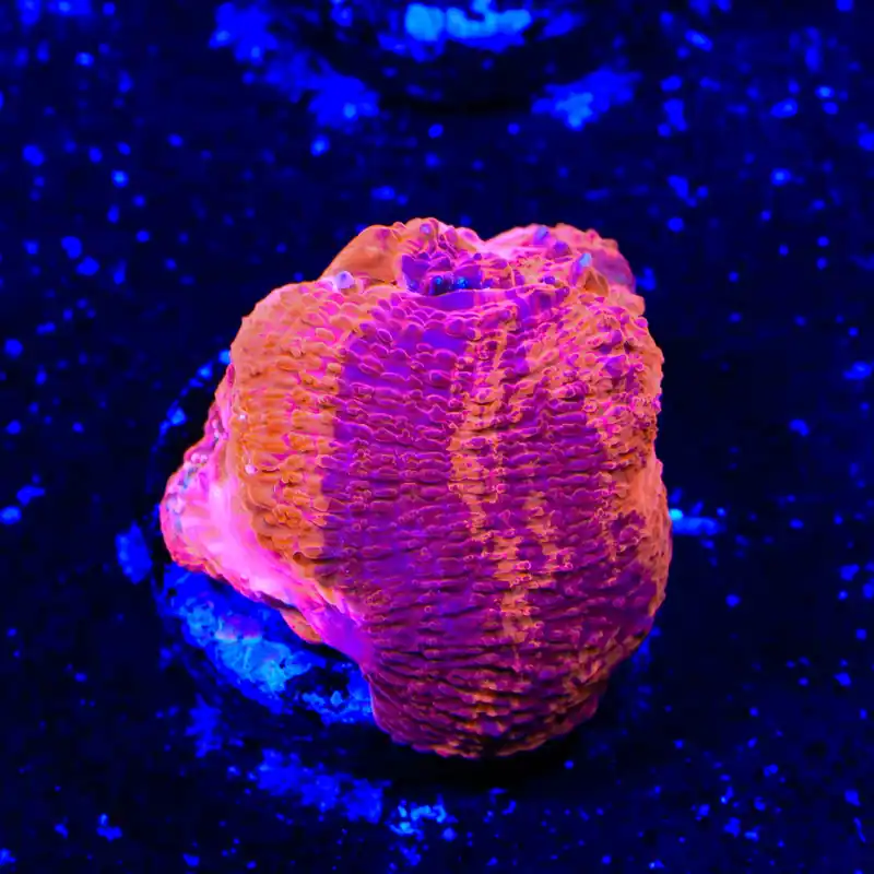 TSA Cherry Grafted Bowerbankii Coral - TSA Coral