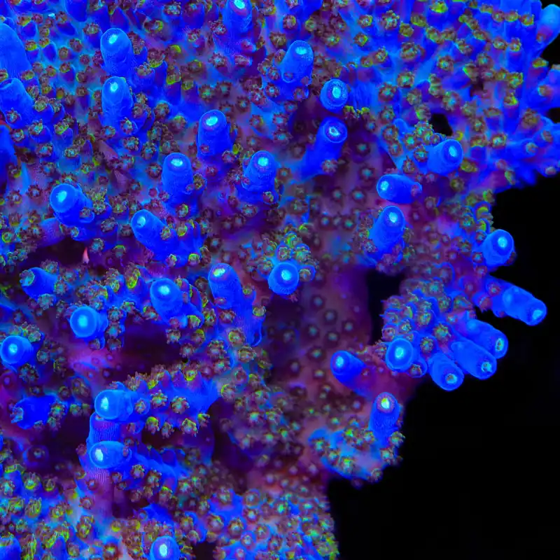 TSA Midnight Fire Acropora Coral - TSA Coral