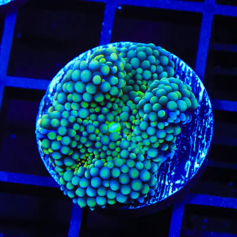 Teal Ricordea Coral - TSA Coral