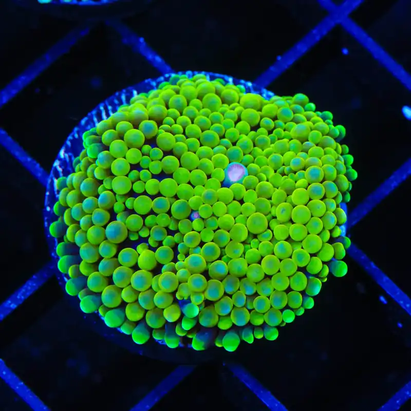 Lime Ricordea Coral - TSA Coral