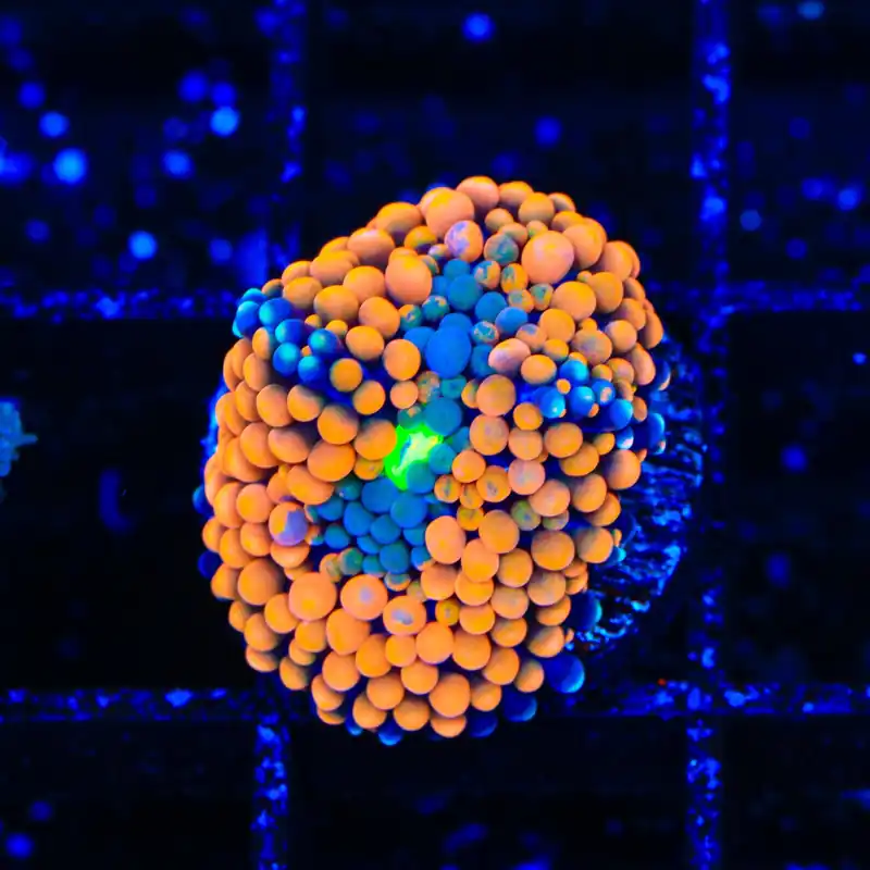 Orange Rainbow Ricordea Coral - TSA Coral