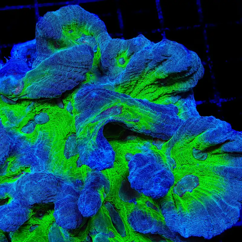 TSA Legacy Pectinia Coral - TSA Coral