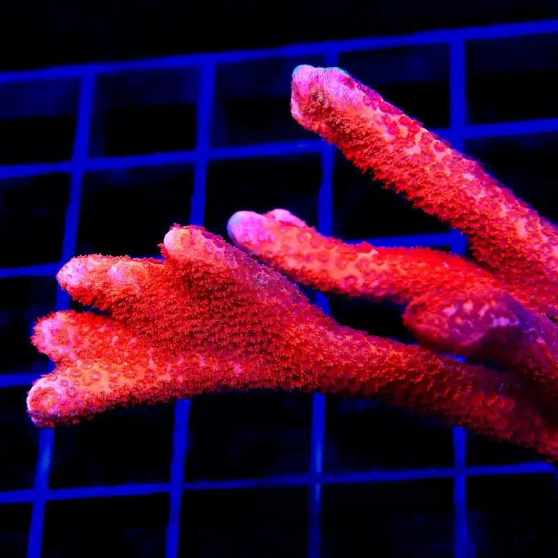 TSA Cherry Digitata Montipora Coral - TSA Coral