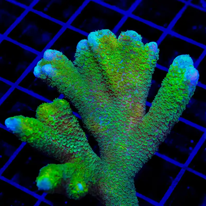 TSA Lime Digitata Montipora Coral - TSA Coral