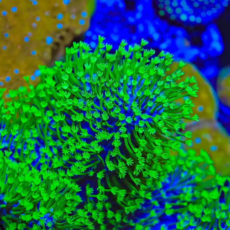 TSA Luigi Toadstool Coral - TSA Coral